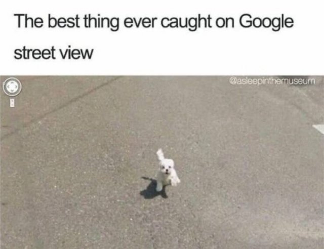Jokes For Dog Lovers (24 pics)