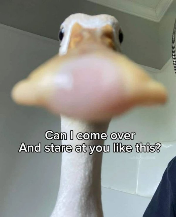 Funny Memes (33 pics)