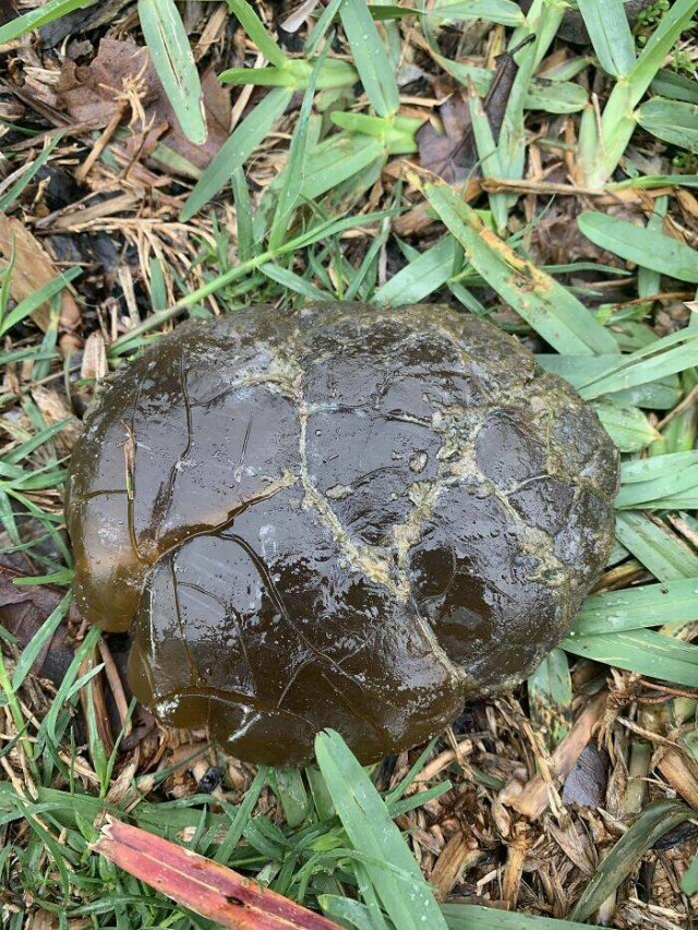 What Are These Things? (18 pics)