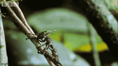 Creepy Facts (15 gifs) Creepy Facts (15 gifs)