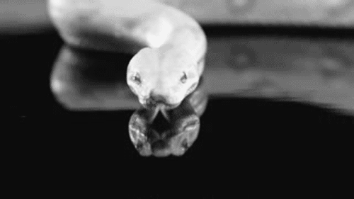 Creepy Facts (15 gifs) Creepy Facts (15 gifs)