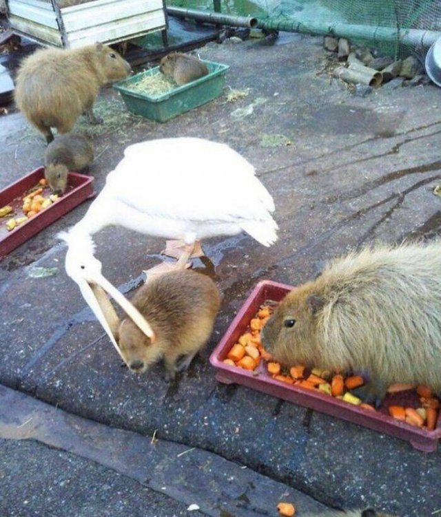 What Is Going On Here? (25 pics)