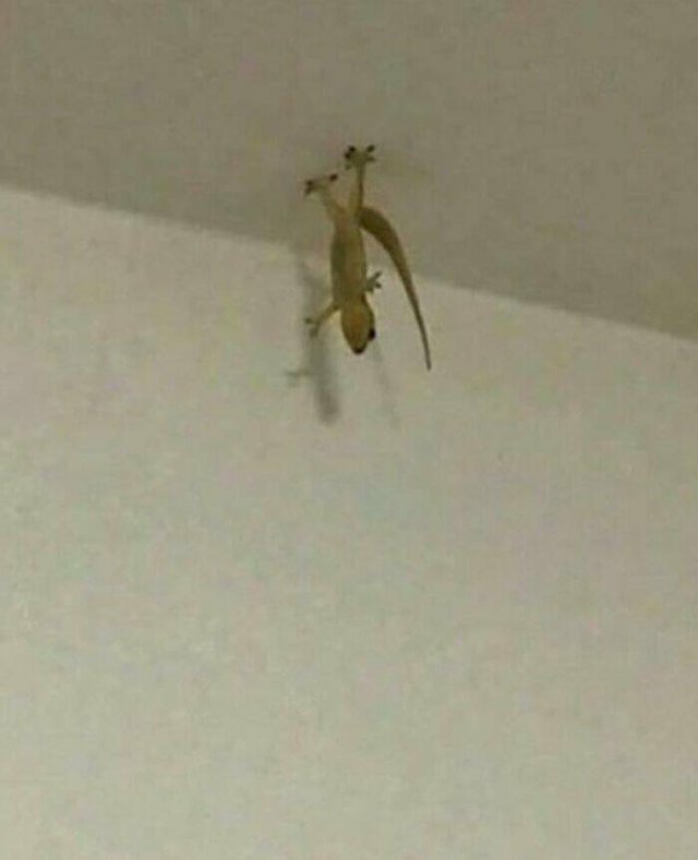 What Is Going On Here? (25 pics)