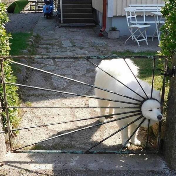 What Is Going On Here? (25 pics)