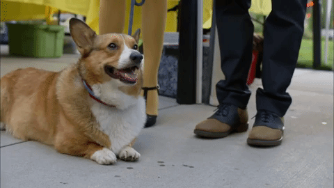 Random Facts (16 gifs)