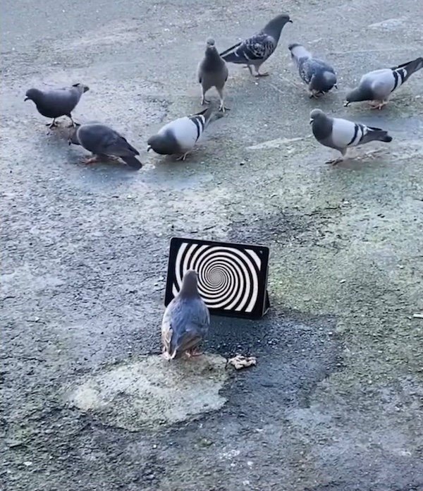What Is Going On Here? (35 pics)
