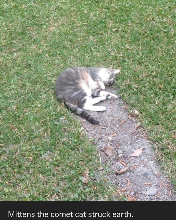 Jokes For Cat Lovers (25 pics)