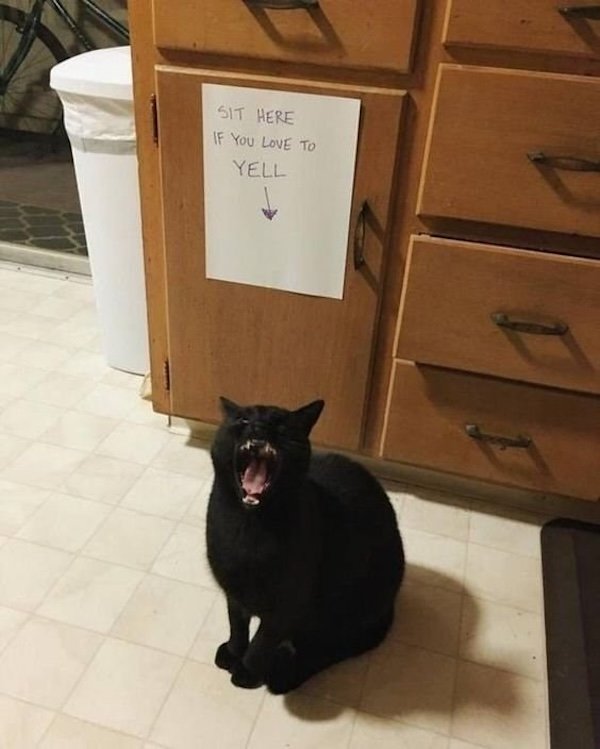 Jokes For Cat Lovers (25 pics)