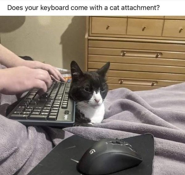 Jokes For Cat Lovers (25 pics)