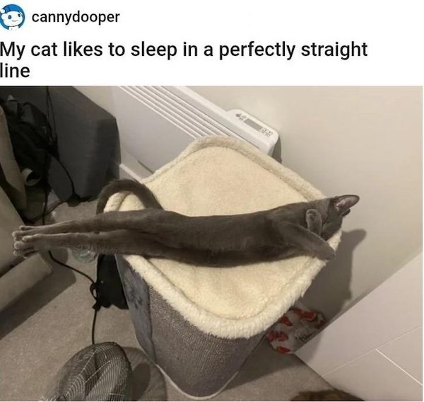 Jokes For Cat Lovers (25 pics)