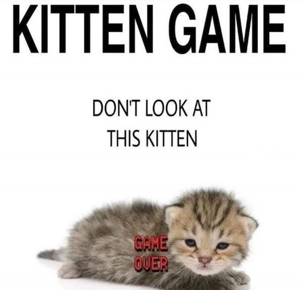 Jokes For Cat Lovers (25 pics)