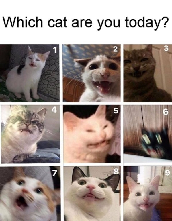 Jokes For Cat Lovers (25 pics)