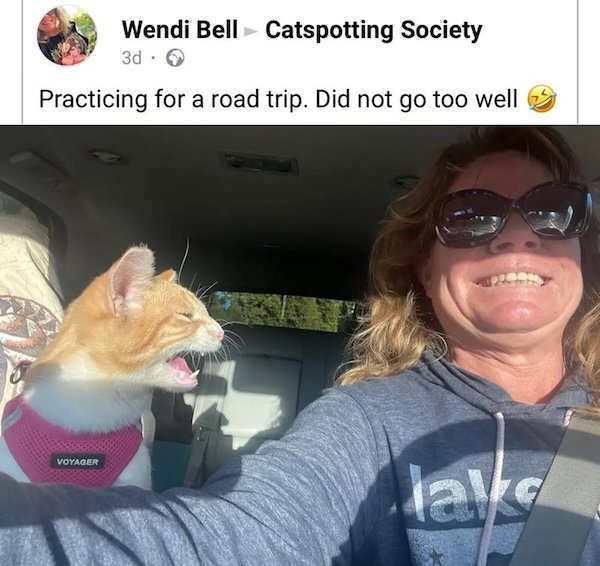 Jokes For Cat Lovers (25 pics)