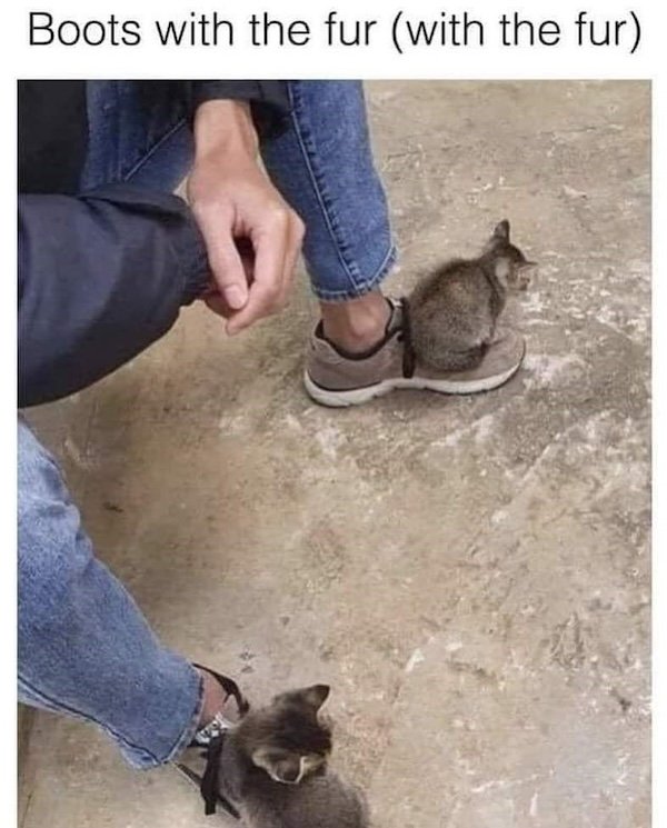 Jokes For Cat Lovers (25 pics)