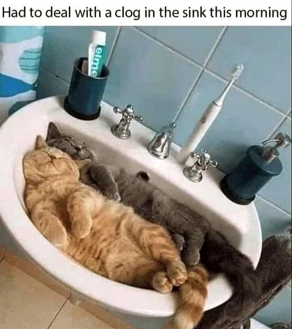 Jokes For Cat Lovers (25 pics)