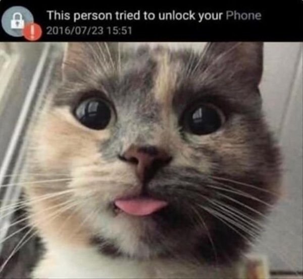 Jokes For Cat Lovers (25 pics)