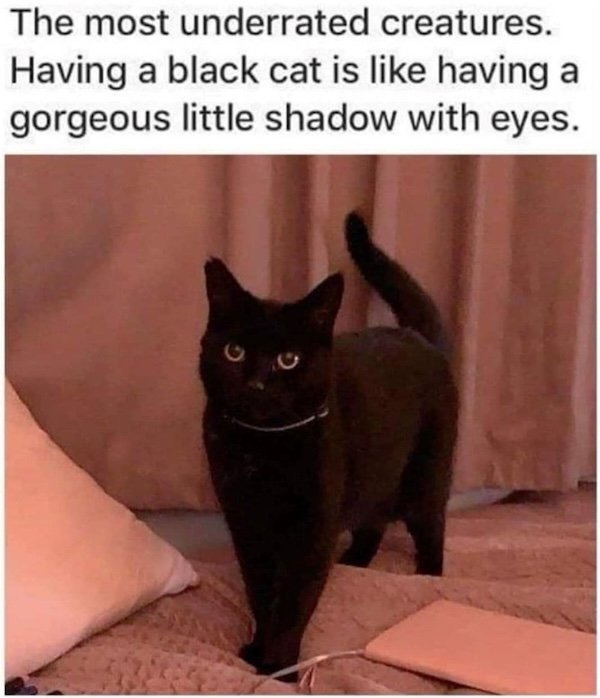 Jokes For Cat Lovers (25 pics)
