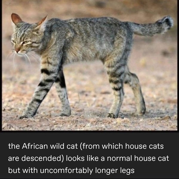 Jokes For Cat Lovers (25 pics)