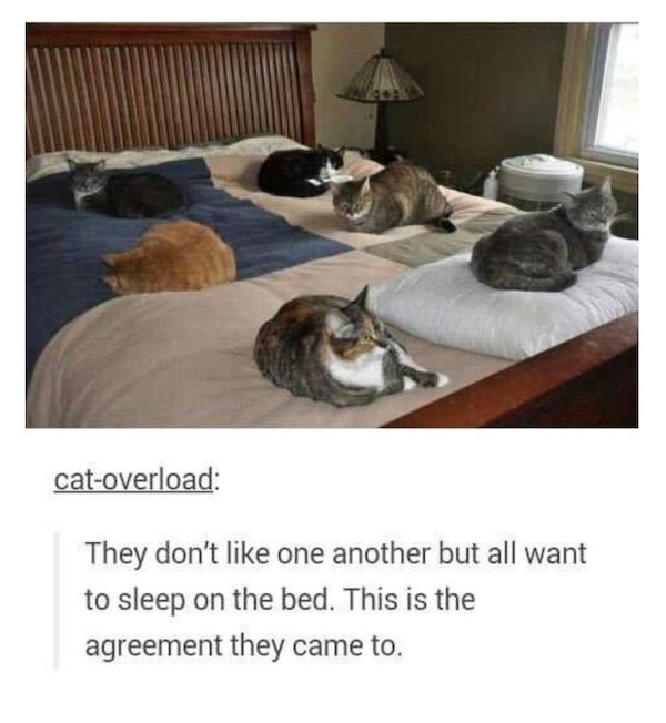 Jokes For Cat Lovers (25 pics)