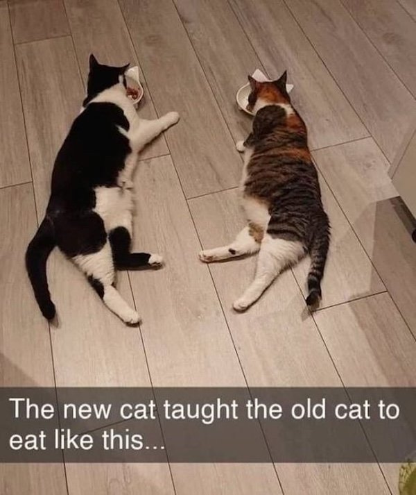 Jokes For Cat Lovers (25 pics)
