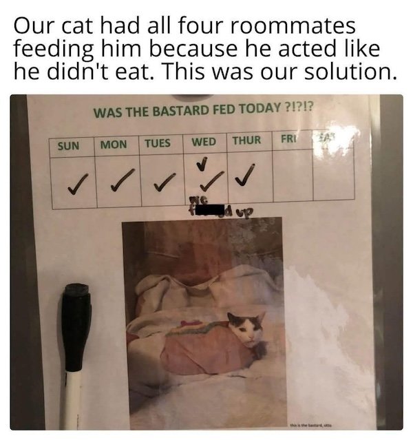 Jokes For Cat Lovers (25 pics)
