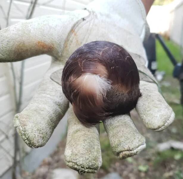 What Are These Things? (26 pics)
