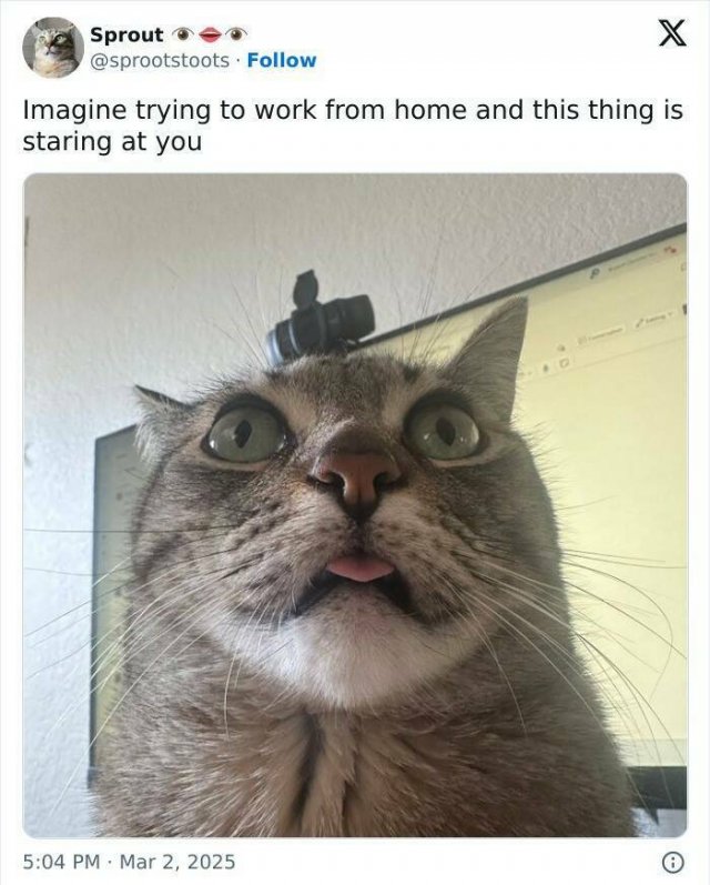 A Little Bit About Remote Work (25 pics)