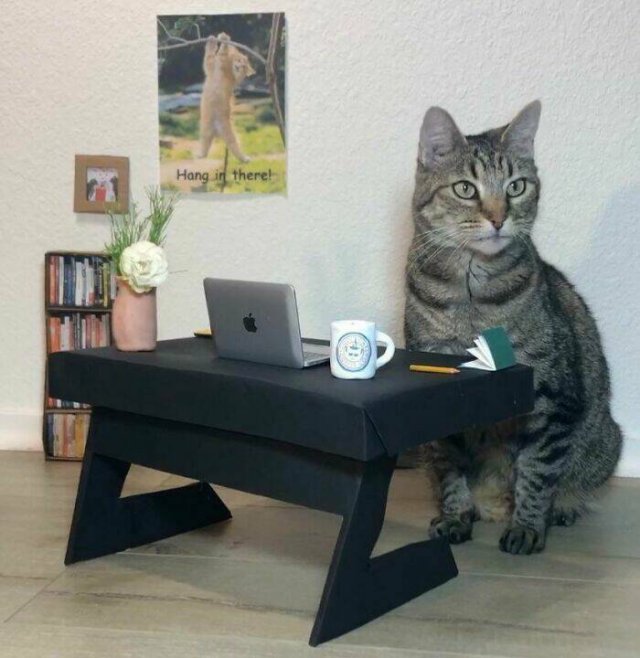 A Little Bit About Remote Work (25 pics)