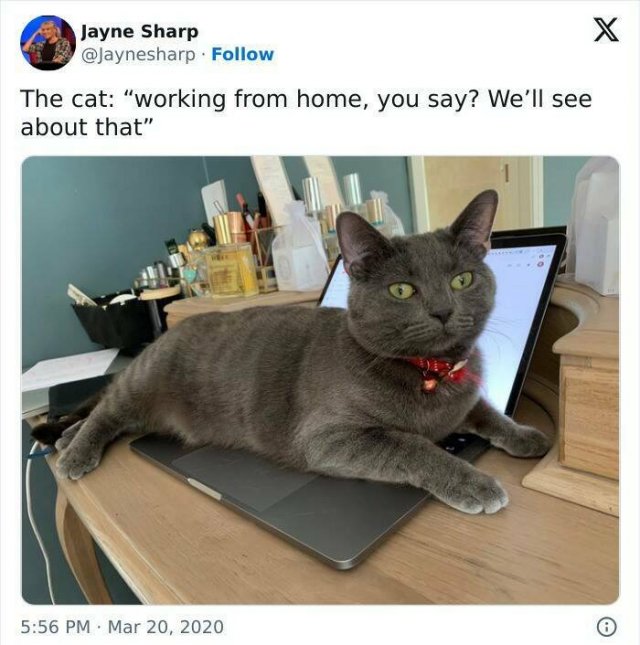 A Little Bit About Remote Work (25 pics)