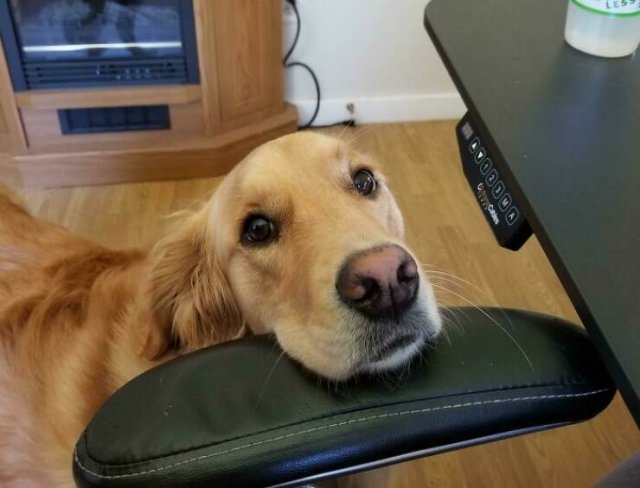 A Little Bit About Remote Work (25 pics)