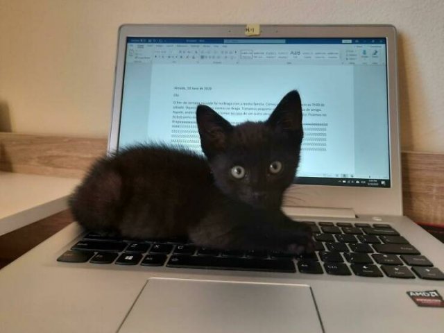 A Little Bit About Remote Work (25 pics)