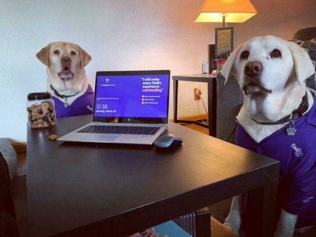 A Little Bit About Remote Work (25 pics)