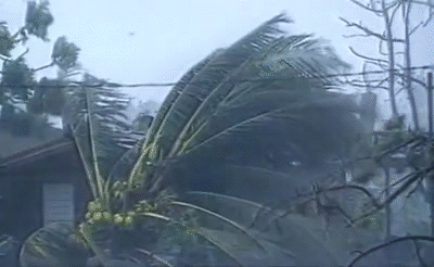 About Life In Tropical Countries (18 gifs) About Life In Tropical Countries (18 gifs)