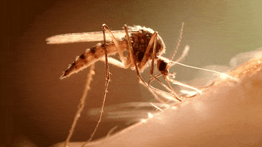 About Life In Tropical Countries (18 gifs) About Life In Tropical Countries (18 gifs)