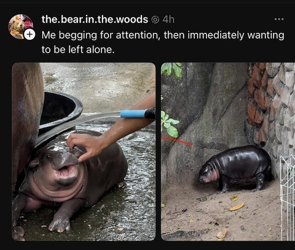 Memes For Animal Lovers (26 pics)