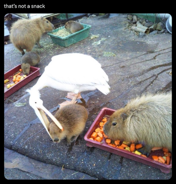 Memes For Animal Lovers (26 pics)