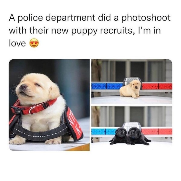 Memes For Animal Lovers (26 pics)