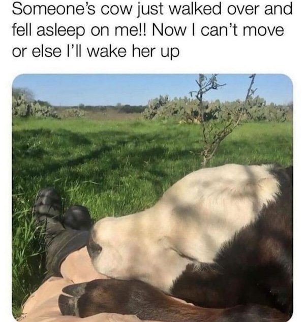Memes For Animal Lovers (26 pics)