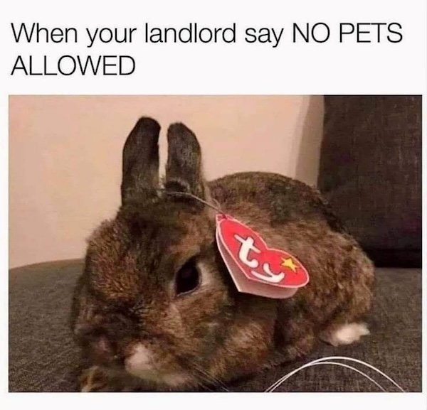 Memes For Animal Lovers (26 pics)