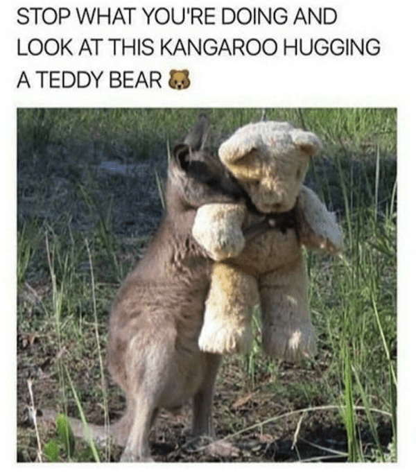 Memes For Animal Lovers (26 pics)