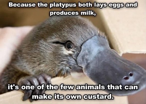 Memes For Animal Lovers (26 pics)