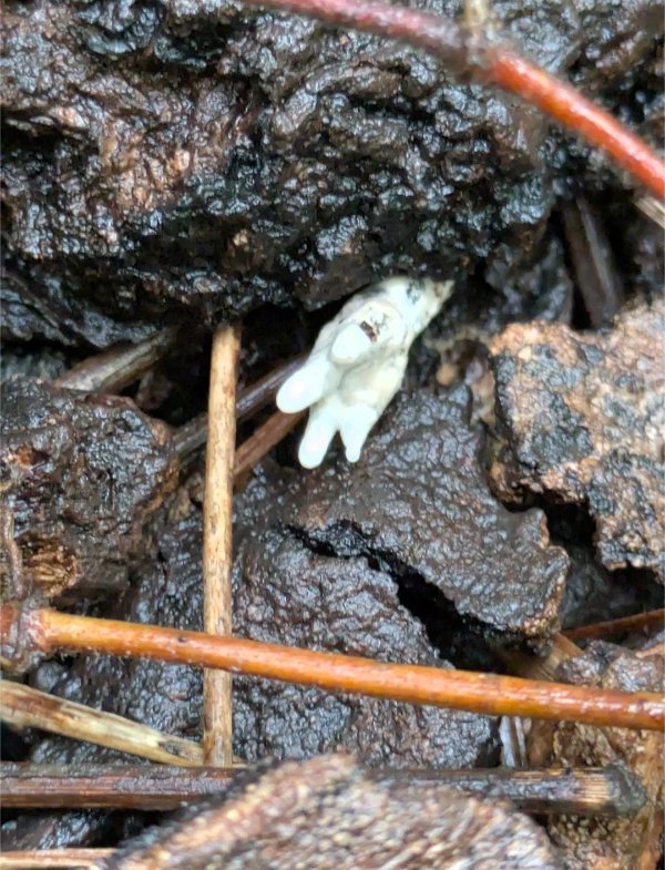 Creepy Finds (20 pics)