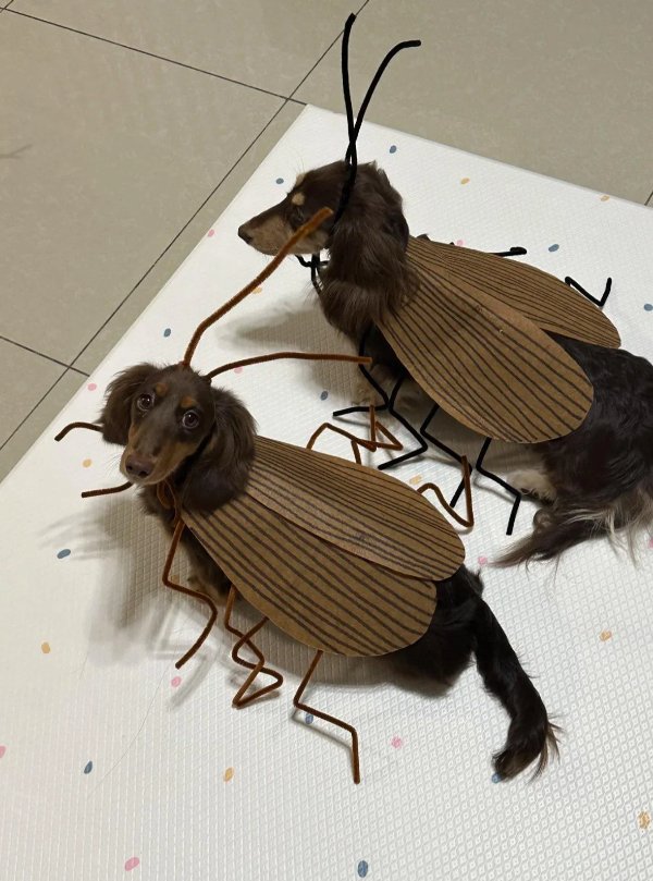 What Is Going On Here? (27 pics)