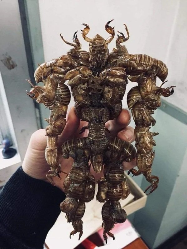 Creepy Finds (20 pics)