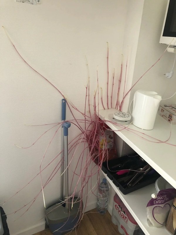 Creepy Finds (20 pics)