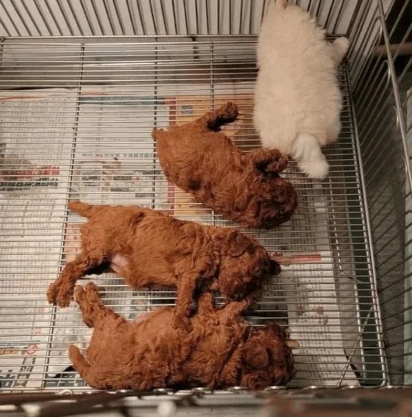 What Is Going On Here? (27 pics)