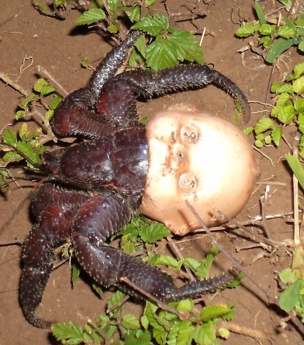 Creepy Finds (20 pics)