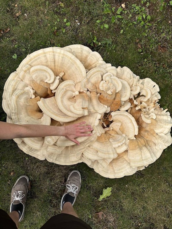 Giant Things (40 pics)