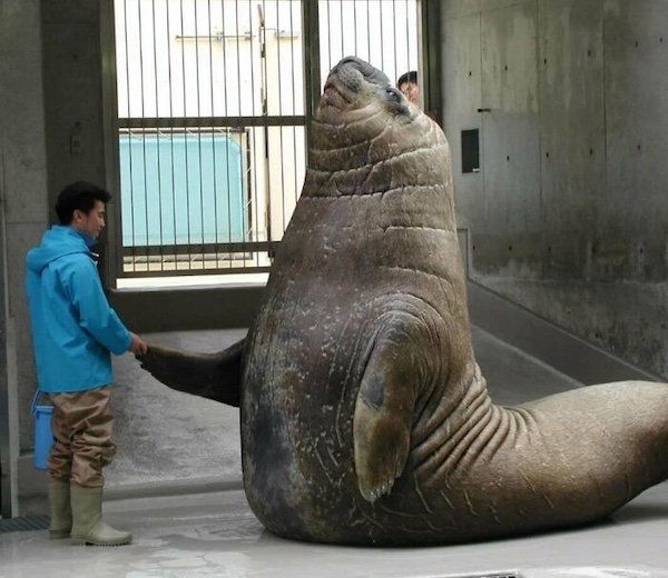 Giant Things (40 pics)