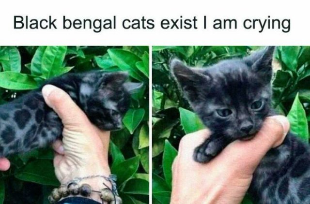 Memes For Cat Lovers (25 pics)